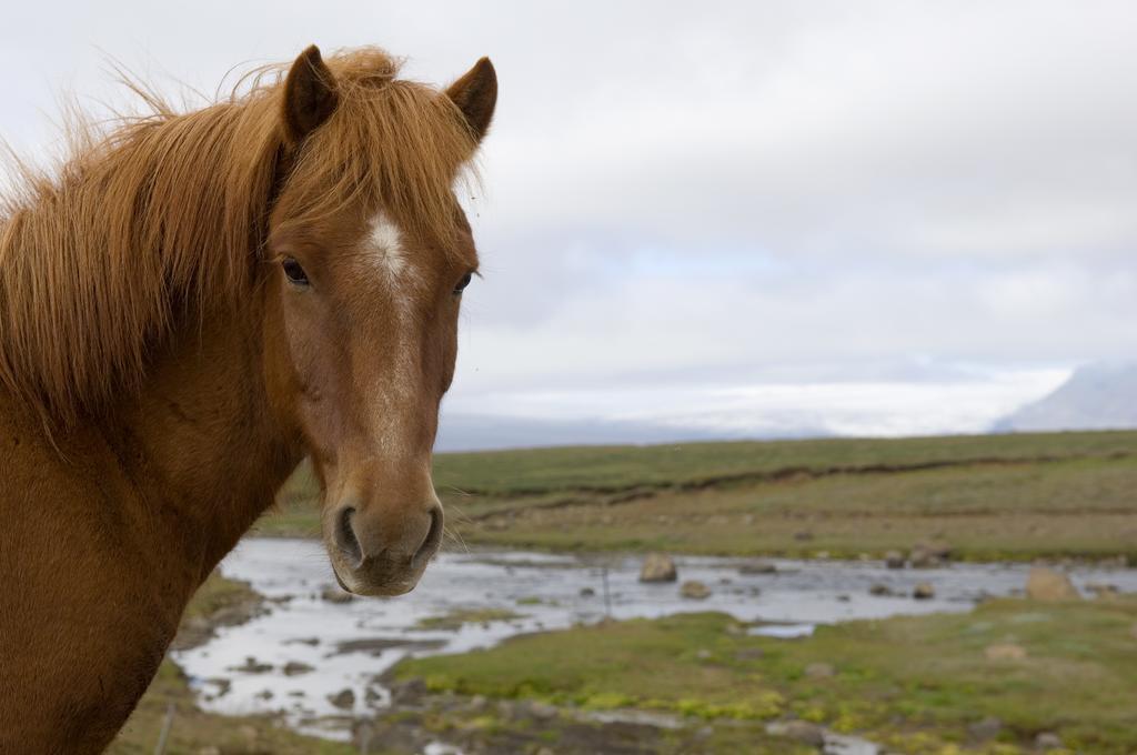 הוסטל Haukadalur Geysir Hestar מראה חיצוני תמונה